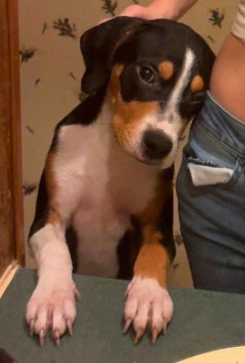 Cooper Lee joined the competition — help win amazing prizes! dog, pet, indoor, table, paws, curious, leaning, hand, person, jeans, wallpaper, brown, white, black, short_hair, close_up, animal, companion, domestic, cute
