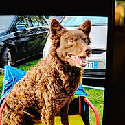 Isko participe au concours pour gagner de l'argent avec cette photo : dog, curly_fur, brown, chair, yellow, outdoor, grass, car, parked_car, smiling_dog, pet, animal, daylight, happy, canine, fur, sitting, vehicle, nature, portrait