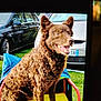 dog, curly_fur, brown, chair, yellow, outdoor, grass, car, parked_car, smiling_dog, pet, animal, daylight, happy, canine, fur, sitting, vehicle, nature, portrait