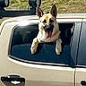 Jazz joined the competition — help win amazing prizes! dog, german_shepherd, car, window, animal, pet, outdoor, grass, sunlight, tongue_out, ears_up, vehicle, transportation, happy, cute, mammal, canine, open_window, daytime, nature