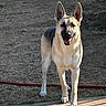 dog, german_shepherd, outdoor, grass, sunlight, pet, animal, canine, ears, tongue, shadow, yard, hose, sidewalk, standing, happy, nature, daylight, mammal, domestic_animal