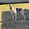 Jazz is registered to the contest to win money with this photo: dog, german_shepherd, grass, yard, outdoor, sunlight, shadow, pet, animal, fence, alert, standing, canine, nature, daytime, mammal, fur, watchful, domestic_animal, companion