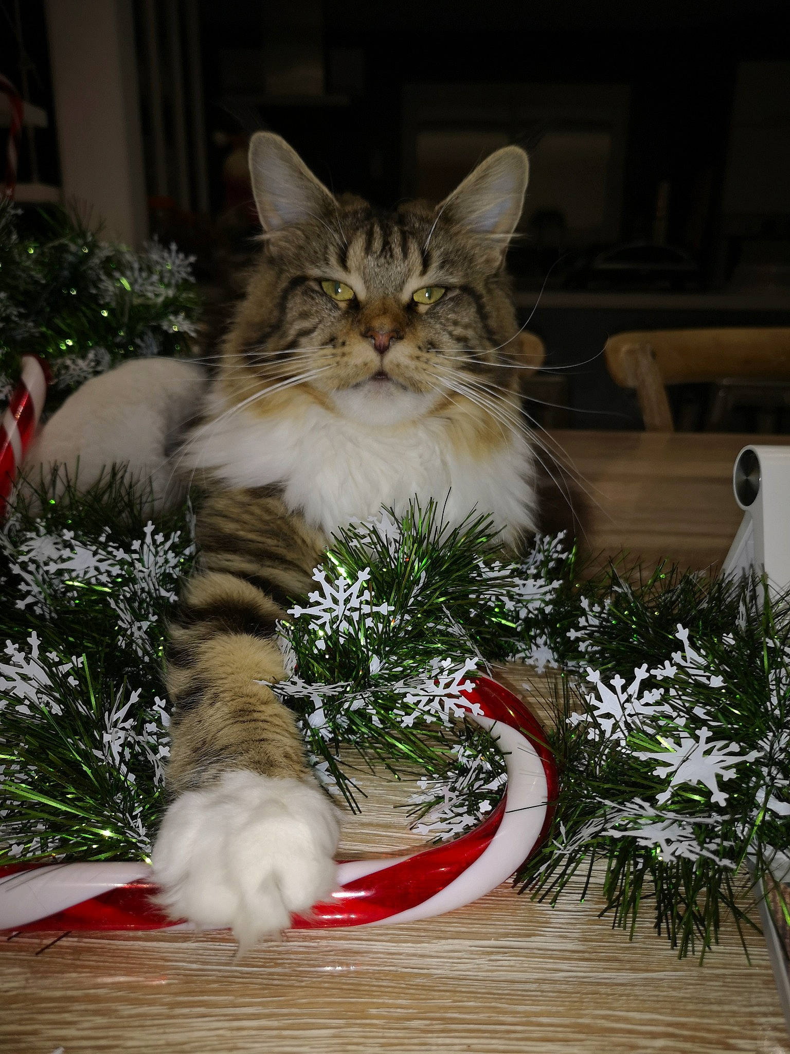 Sweety Sushi participe au concours pour gagner de l'argent avec cette photo : carnivore, cat, christmas, christmas_decoration, christmas_eve, christmas_ornament, conifer, domestic_short_haired_cat, event, felidae, fur, grass, holiday, plant, small_to_medium_sized_cats, tail, tree, whiskers, window, wood
