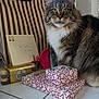 card, cat, chocolates, cute, domestic_animal, ferrero_rocher, festive, floor_tile, fluffy, gift_wrapping, green_eyes, handwritten_note, holiday, indoors, mammal, pet, presents, striped_bag, tabby_cat, whiskers