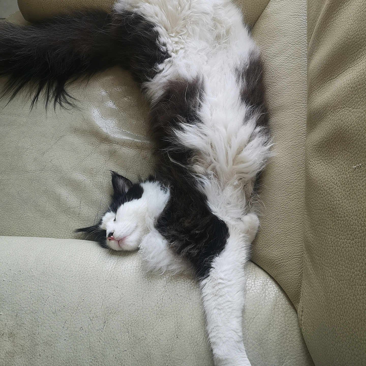 Yooki participe au concours pour gagner de l'argent avec cette photo : animal, black_and_white, cat, couch, cozy, cute, domestic, feline, fluffy, fur, home, indoor, leather, mammal, paw, pet, relaxed, resting, sleeping, whiskers