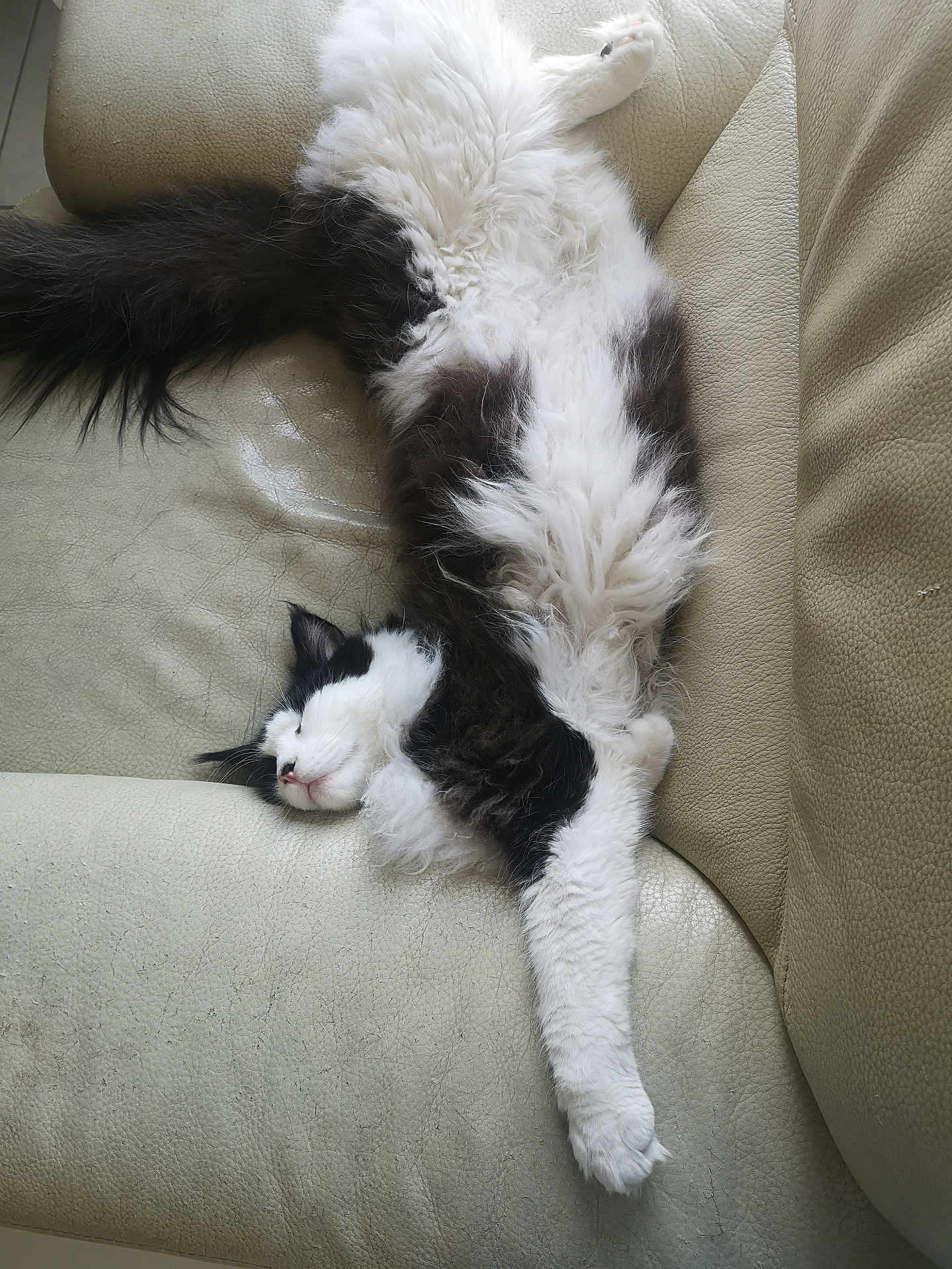 Yooki participe au concours pour gagner de l'argent avec cette photo : cat, sleeping, fluffy, black_and_white, pet, animal, indoor, couch, leather, relaxed, resting, fur, paw, whiskers, cozy, home, cute, mammal, feline, domestic
