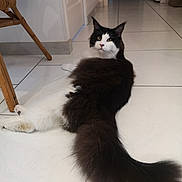 Yooki a rejoint le concours — aidez-le/la à gagner de superbes lots ! cat, black_and_white, long_tail, fluffy, indoor, floor, tile, chair_leg, curious_eyes, pet, animal, fur, looking_back, relaxed, home, domestic_cat, whiskers, ears, tail, feline