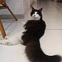 animal, black_and_white, cat, chair_leg, curious_eyes, domestic_cat, ears, feline, floor, fluffy, fur, home, indoor, long_tail, looking_back, pet, relaxed, tail, tile, whiskers