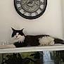 animal, aquarium, black_and_white, cat, clock, decor, ears, eyes, feline, fluffy, fur, household, indoor, lounging, pet, relaxed, resting, tail, wall, whiskers
