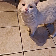 Gabou participe au concours pour gagner de l'argent avec cette photo : cat, white_cat, pet, animal, floor, tile_floor, indoors, cabinet, bottle, looking_up, fur, whiskers, ears, cute, domestic_cat, standing, shadow, curious, expression, household