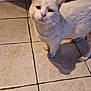 cat, white_cat, pet, animal, floor, tile_floor, indoors, cabinet, bottle, looking_up, fur, whiskers, ears, cute, domestic_cat, standing, shadow, curious, expression, household
