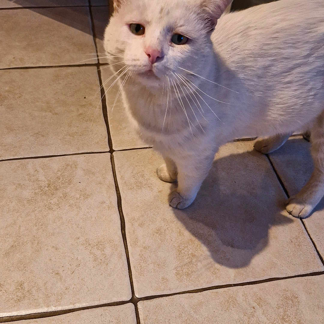 Gabou participe au concours pour gagner de l'argent avec cette photo : animal, bottle, cabinet, cat, curious, cute, domestic_cat, ears, expression, floor, fur, household, indoors, looking_up, pet, shadow, standing, tile_floor, whiskers, white_cat
