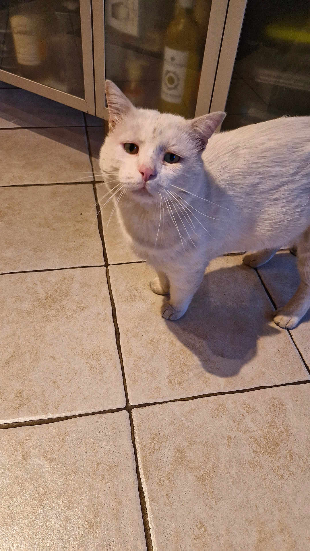 Gabou participe au concours pour gagner de l'argent avec cette photo : cat, white_cat, pet, animal, floor, tile_floor, indoors, cabinet, bottle, looking_up, fur, whiskers, ears, cute, domestic_cat, standing, shadow, curious, expression, household