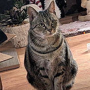Booboo Kitty joined the competition — help win amazing prizes! animal, cat, cozy, curious, decor, feline, floor, holiday_decor, home, indoor, penguin_decoration, pet, plant, potted_plant, santa_hat, sitting, striped, tabby_cat, whiskers, wooden_floor