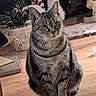 animal, cat, cozy, curious, decor, feline, floor, holiday_decor, home, indoor, penguin_decoration, pet, plant, potted_plant, santa_hat, sitting, striped, tabby_cat, whiskers, wooden_floor