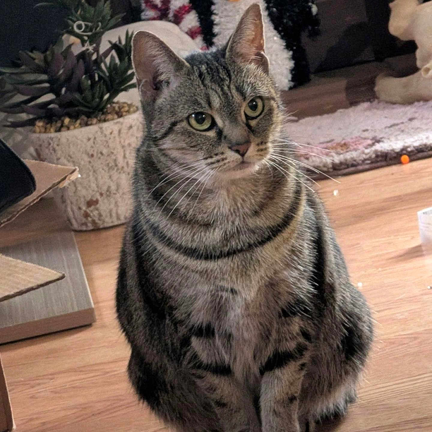 Booboo Kitty