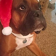 Chaser is registered to the contest to win money with this photo: dog, brown_dog, santa_hat, holiday, carpet, indoor, pet, canine, christmas, festive, closeup, animal, mammal, fur, collar, tag, relaxed, looking_up, chair, home