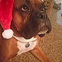 dog, brown_dog, santa_hat, holiday, carpet, indoor, pet, canine, christmas, festive, closeup, animal, mammal, fur, collar, tag, relaxed, looking_up, chair, home
