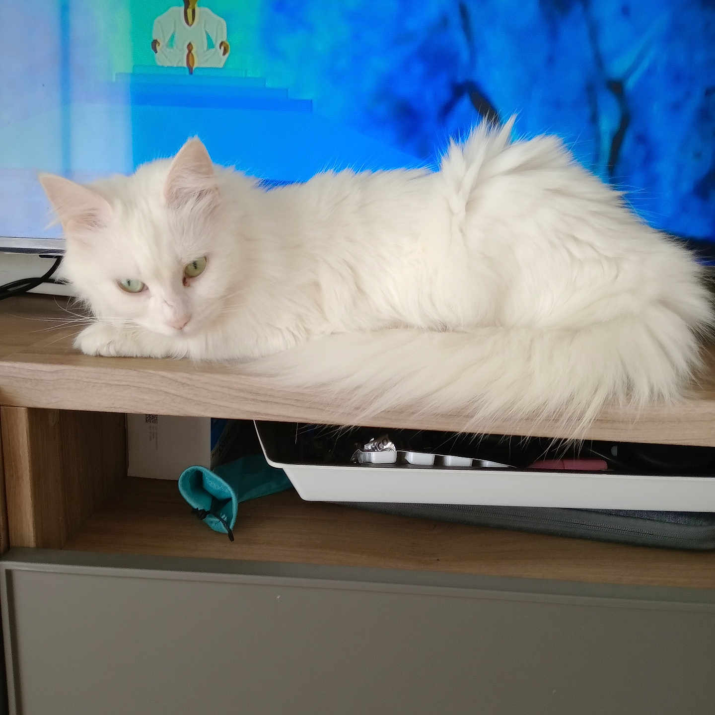 Vaiana a rejoint le concours — aidez-le/la à gagner de superbes lots ! adult, angora, animal, box, cat, computerhardware, desk, drawer, electronics, female, furniture, hardware, monitor, person, pet, screen, shelf, table, woman, wood