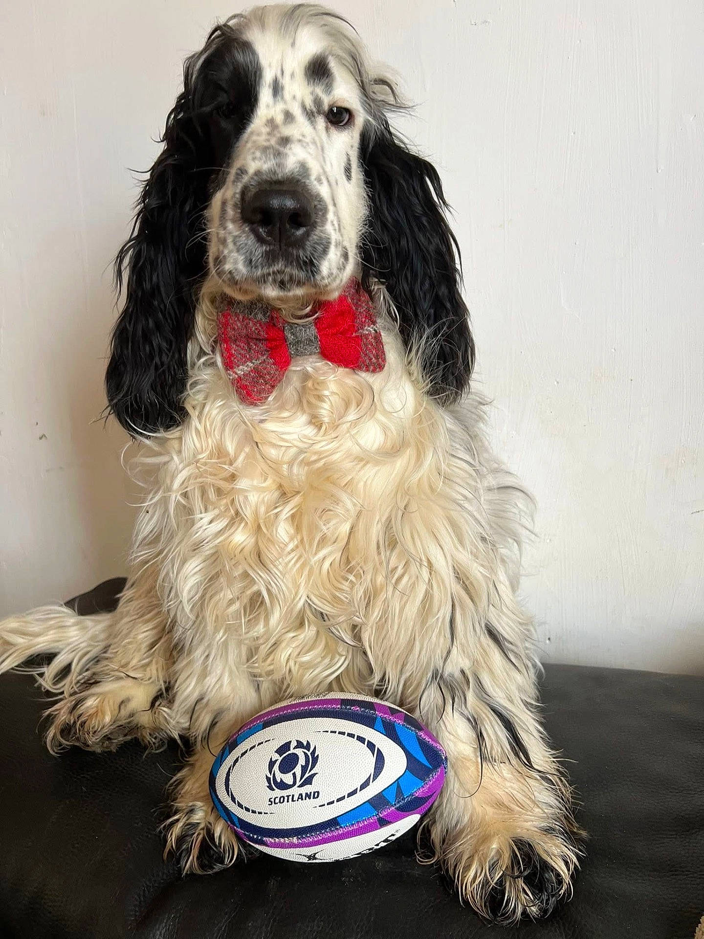 Alcapone a rejoint le concours — aidez-le/la à gagner de superbes lots ! animal, black_and_white_fur, black_surface, bow_tie, close_up, cute, decorative, dog, domestic_animal, furry, indoor, long_fur, pet, portrait, rugby_ball, scotland, sitting, sport_equipment, well_groomed, white_wall