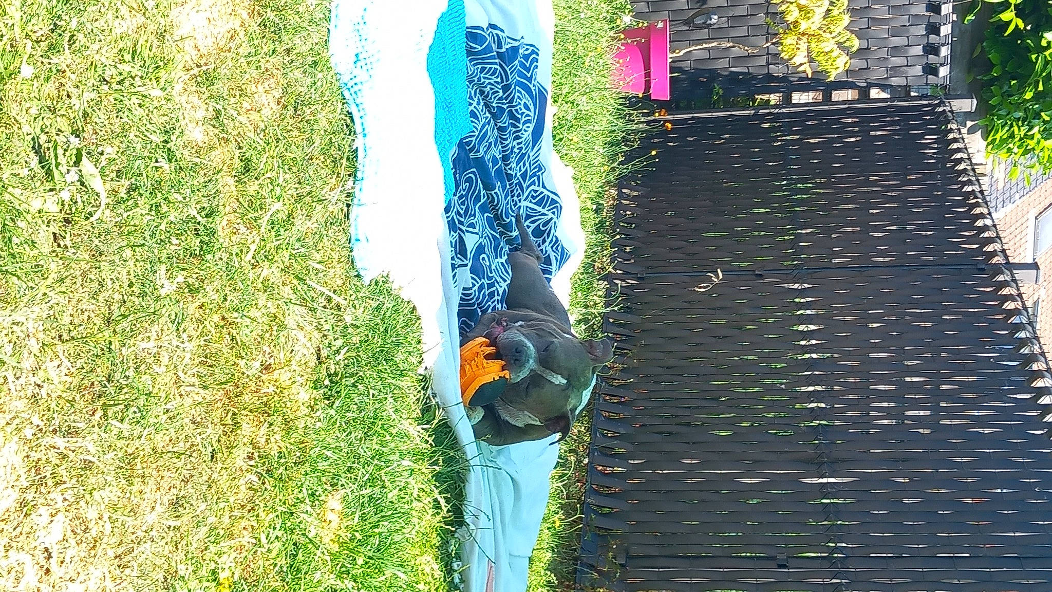 Sherkan a rejoint le concours — aidez-le/la à gagner de superbes lots ! art, beak, door, electric_blue, facade, fun, grass, landscape, parrot, people_in_nature, piciformes, plant, shadow, tail, terrestrial_plant, tree, trunk, visual_arts, wildlife, wood