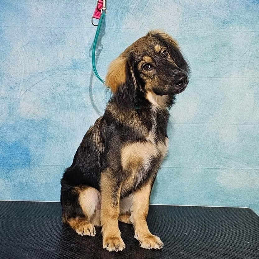 Ares is registered to the contest to win money with this photo: animal, canine, cockerspaniel, dog, germanshepherd, hound, pet, puppy, racket, sport, tennis, tennisracket