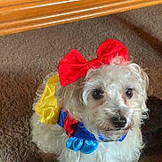 Cookie joined the competition — help win amazing prizes! dog, costume, red_bow, white_fur, carpet, indoor, pet, curious, small_dog, colorful_clothing, wooden_table, scissors, papers, drink_can, brown_carpet, fluffy, cute, animal, domestic, portrait