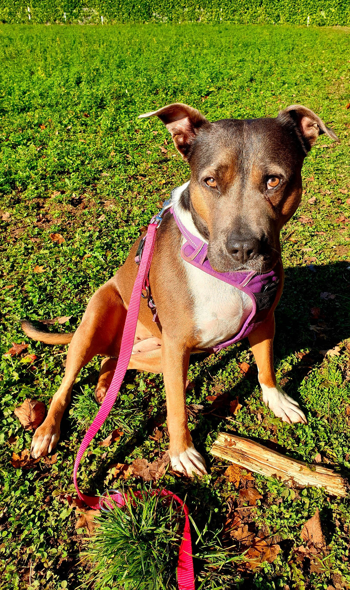 Ades participe au concours pour gagner de l'argent avec cette photo : adventure, american_staffordshire_terrier, canidae, carnivore, collar, dog, dog_breed, dog_collar, fawn, feist, grass, leash, mammal, plant, potcake_dog, rare_breed_dog, sporting_group