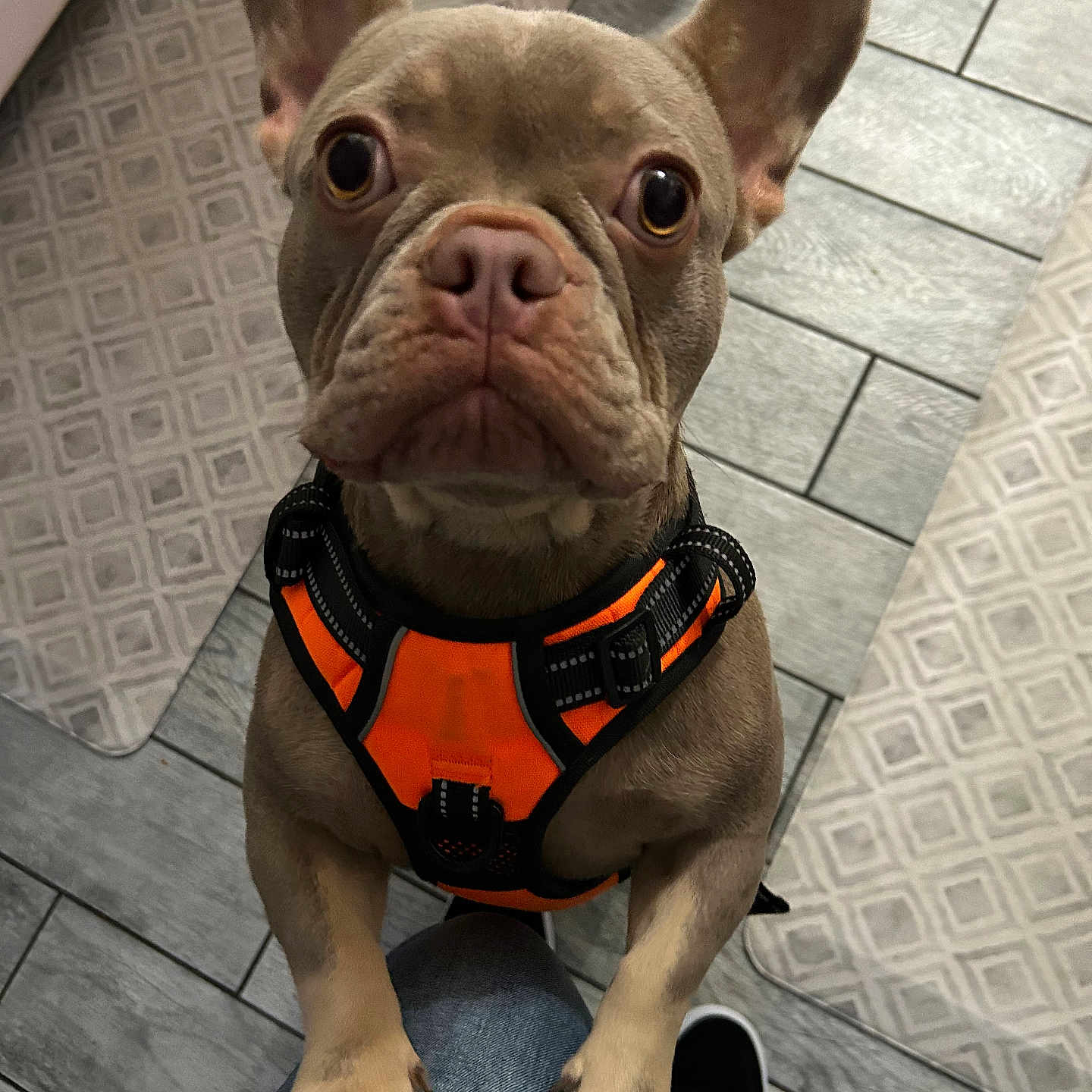 Coco is registered to the contest to win money with this photo: animal, brown_dog, companion, cute, dog, domestic_animal, ears_up, flooring, french_bulldog, indoor, jeans, knees, looking_up, orange_harness, paw, pet, pet_care, rug, short_hair, tile_floor
