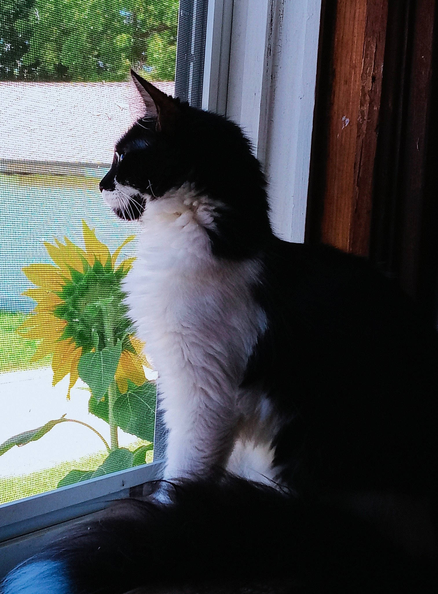 Taussie is registered to the contest to win money with this photo: automotive_mirror, automotive_window_part, carnivore, cat, collar, comfort, domestic_short_haired_cat, felidae, fur, grass, plant, shade, small_to_medium_sized_cats, tail, tints_and_shades, tree, whiskers, window, windshield, wood