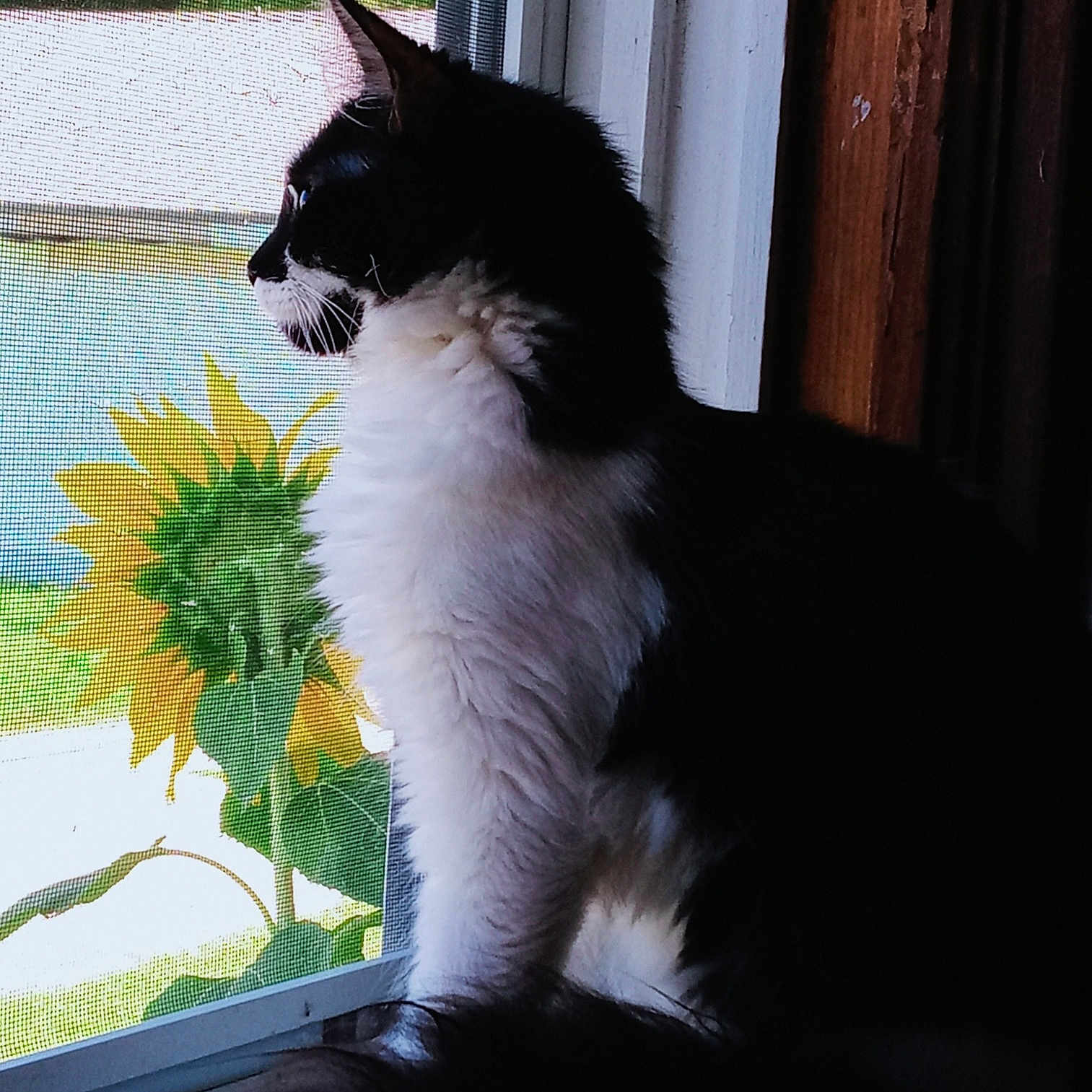 Taussie
