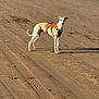 Reggie joined the competition — help win amazing prizes! dog, beach, sand, harness, outdoor, animal, pet, sunlight, shadow, footprints, canine, alert, standing, nature, daytime, vacation, travel, summer, deserted, quiet