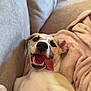 dog, canine, pet, tongue_out, happy, smiling, lying_down, couch, blanket, cozy, indoor, fur, ears, nose, paw, muzzle, relaxed, cute, domestic_animal, companion