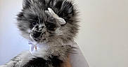Channel is registered to the contest to win money with this photo: dog, puppy, pomeranian, fluffy, white_bow, white_outfit, hand, gold_bracelet, indoor, pet, cute, small_dog, fur, adorable, animal, portrait, black_and_white, speckled, holding, background