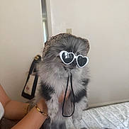 Channel is registered to the contest to win money with this photo: dog, puppy, sunglasses, heart_shaped, hat, indoor, bed, blanket, hand, bracelet, furry, cute, pet, fashion, accessory, wearing, animal, small_dog, portrait, casual