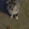 Channel joined the competition — help win amazing prizes! dog, puppy, fluffy, carpet, couch, indoor, pet, animal, tongue_out, speckled_face, small_dog, fur, cute, sitting, floor, home, domestic, companion, looking_up, playful