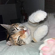 Kiara participe au concours pour gagner de l'argent avec cette photo : cat, feline, pet, sleepy, paws, whiskers, fur, pink_paw_pads, closeup, indoor, resting, cute, animal, domestic_cat, relaxed, lying_down, soft, tabby, white_fur, playful