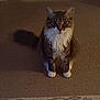 cat, tabby, indoor, carpet, shadow, pet, feline, white_paws, white_chest, sitting, looking, animal, cute, furry, domestic_animal, whiskers, ears, tail, eyes, home