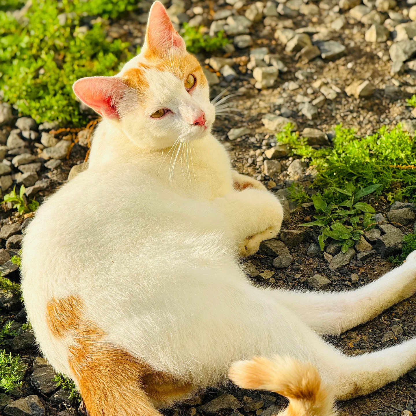 Wobbles joined the competition — help win amazing prizes! cat, animal, pet, white_cat, orange_cat, lying_down, outdoor, sunlight, rocks, greenery, tail, fur, relaxed, nature, mammal, cute, whiskers, ears, ground, resting