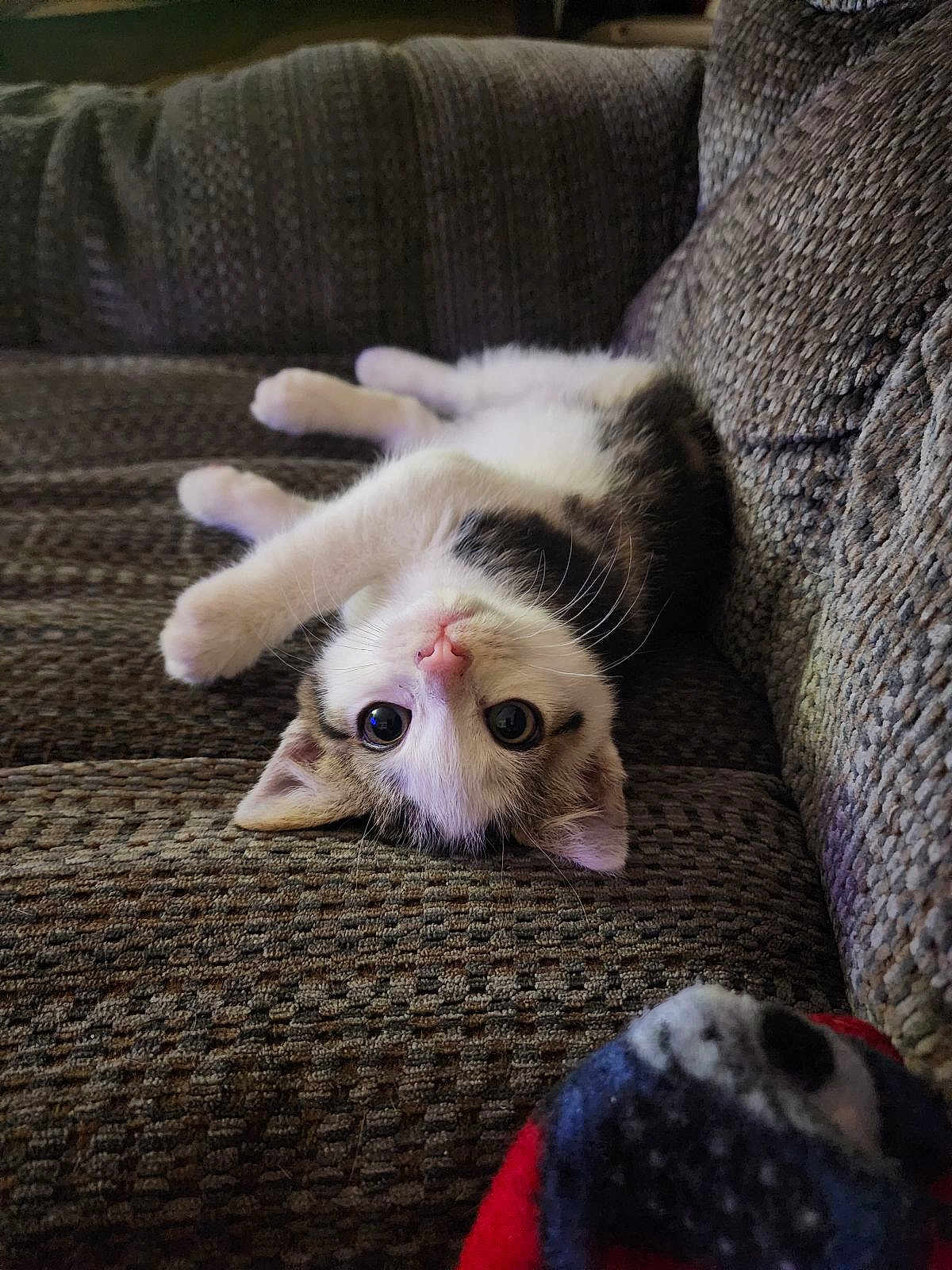 Biskit