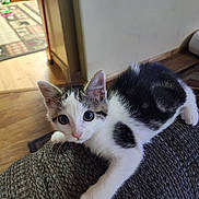 Biskit is registered to the contest to win money with this photo: kitten, cat, pet, indoor, couch, armrest, white_fur, tabby_fur, curious, looking, animal, small, cute, feline, home, floor, wooden_floor, furniture, resting, young