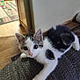 kitten, cat, pet, indoor, couch, armrest, white_fur, tabby_fur, curious, looking, animal, small, cute, feline, home, floor, wooden_floor, furniture, resting, young