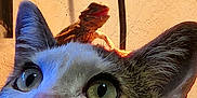 Biskit is registered to the contest to win money with this photo: cat, lizard, pet, closeup, animal, curious, indoor, whiskers, ears, eyes, face, small, reptile, friendship, funny, light, shadow, texture, head, cute