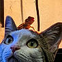 cat, lizard, pet, closeup, animal, curious, indoor, whiskers, ears, eyes, face, small, reptile, friendship, funny, light, shadow, texture, head, cute