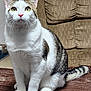 Biskit is registered to the contest to win money with this photo: cat, animal, pet, sitting, indoor, fur, whiskers, ears, tail, wooden_surface, chair, yellow_eyes, pink_nose, striped, white_fur, tabby, curious, domestic_cat, portrait, feline