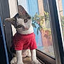 Biskit joined the competition — help win amazing prizes! kitten, cat, pet, red_shirt, windowsill, window, plant, leaf, curious, cute, indoors, animal, feline, whiskers, ears, paws, portrait, young, domestic, tilted_head