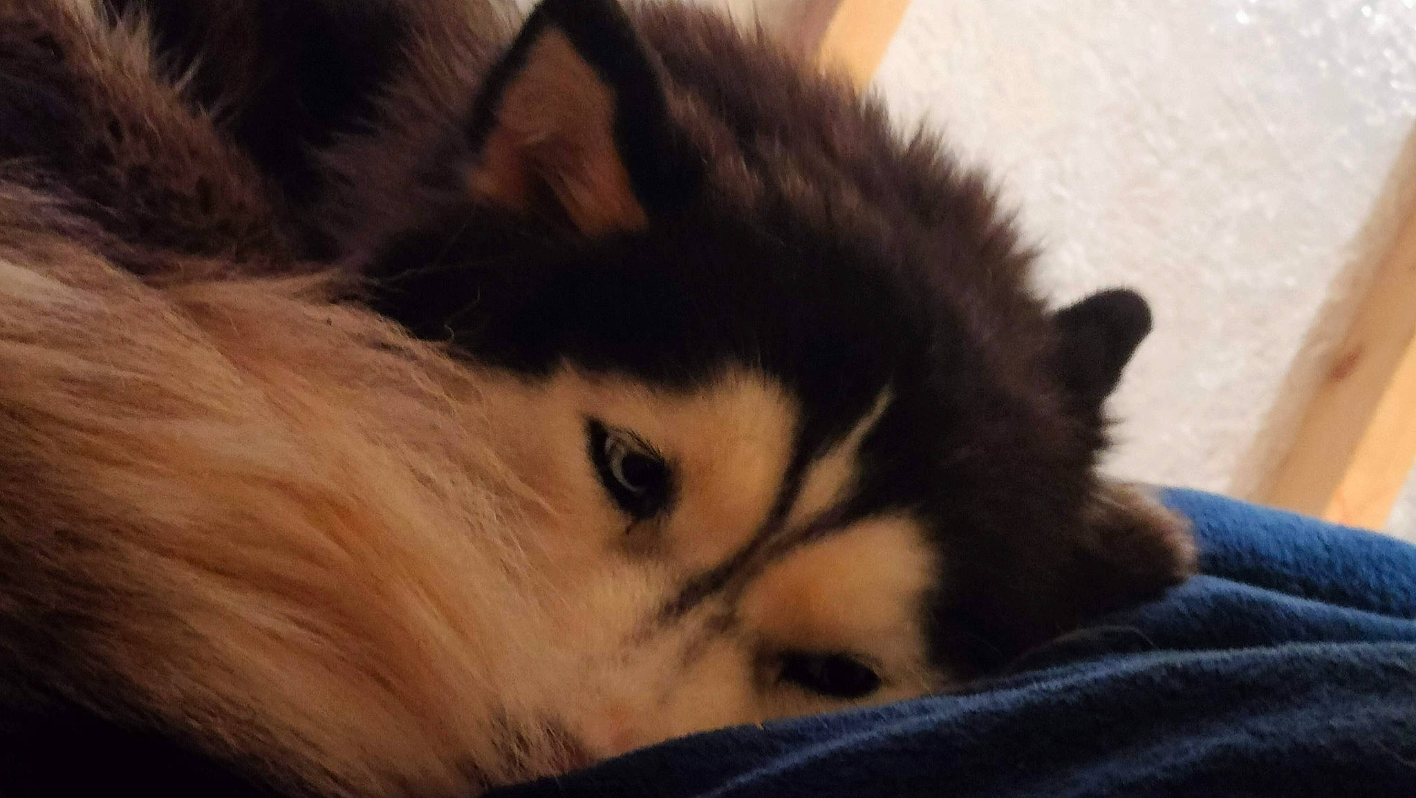 Winter is registered to the contest to win money with this photo: canidae, carnivore, cat, claw, comfort, companion_dog, dog_breed, domestic_short_haired_cat, felidae, fur, nap, paw, sleep, small_to_medium_sized_cats, snout, sporting_group, tail, terrestrial_animal, whiskers, wildlife