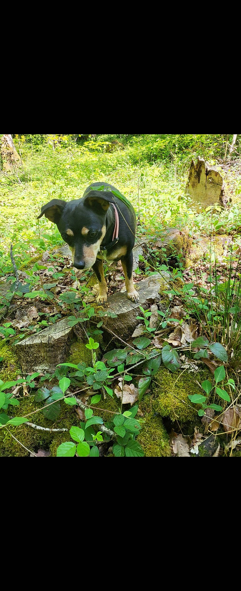 Poupounette participe au concours pour gagner de l'argent avec cette photo : adaptation, biome, canidae, carnivore, dog, dog_breed, fawn, grass, groundcover, leaf, natural_landscape, plant, plant_community, shrub, snout, sporting_group, tail, terrestrial_animal, terrestrial_plant, working_animal