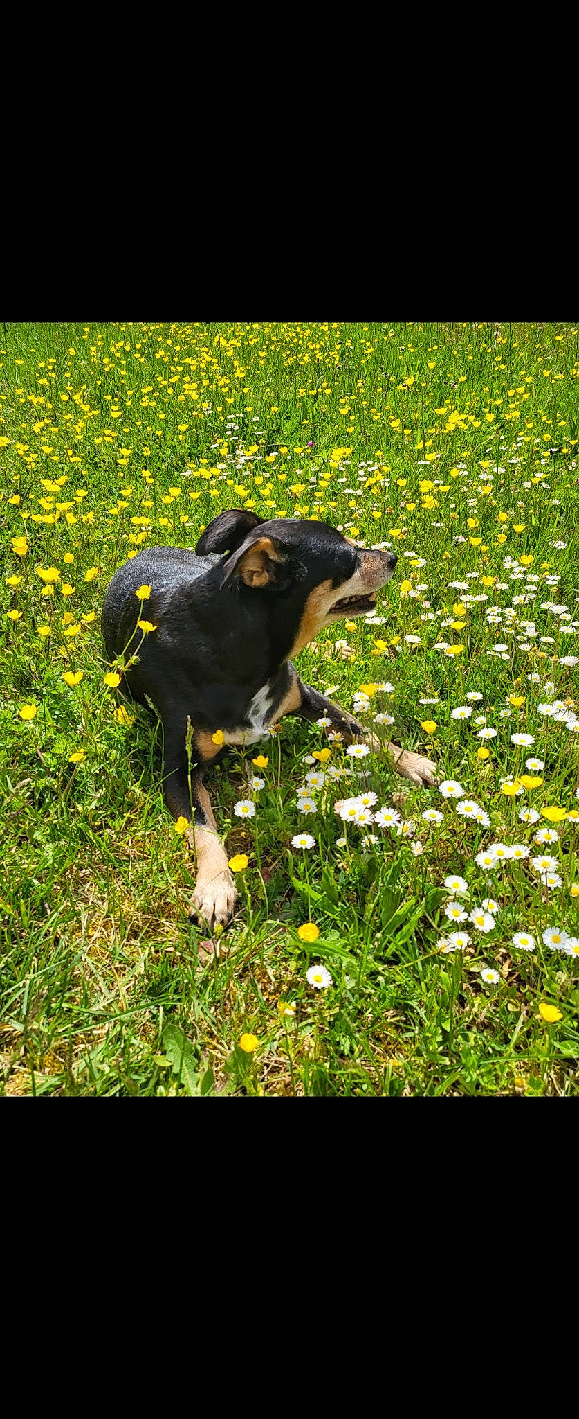 Poupounette a rejoint le concours — aidez-le/la à gagner de superbes lots ! carnivore, companion_dog, dog, dog_breed, field, flower, grass, grass_family, grassland, groundcover, herbaceous_plant, landscape, lawn, meadow, natural_landscape, people_in_nature, petal, plant, vegetation, working_animal