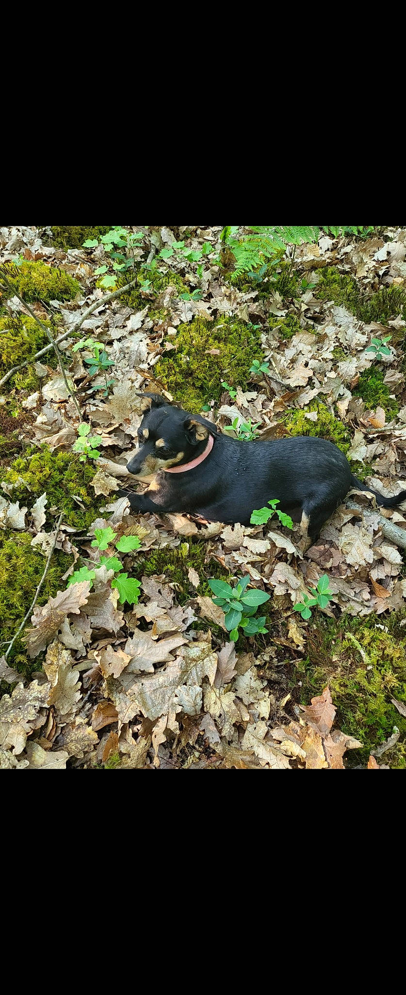 Poupounette participe au concours pour gagner de l'argent avec cette photo : adventure, bedrock, canidae, carnivore, companion_dog, dog, dog_breed, fawn, forest, grass, groundcover, jungle, liver, non_sporting_group, plant, rock, soil, sporting_group, terrestrial_animal, working_animal